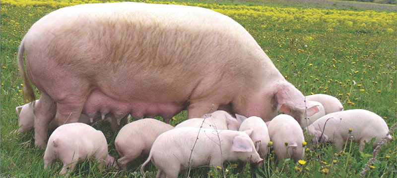 Поросята на продажу